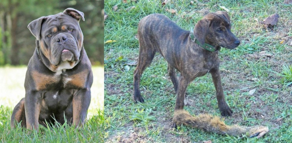 Treeing Cur vs Olde English Bulldogge - Breed Comparison