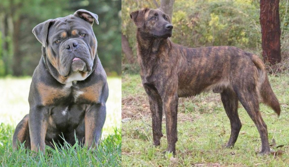 Treeing Tennessee Brindle vs Olde English Bulldogge - Breed Comparison
