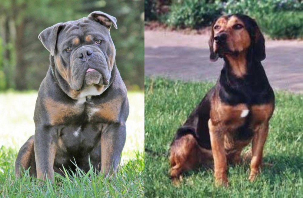Tyrolean Hound vs Olde English Bulldogge - Breed Comparison