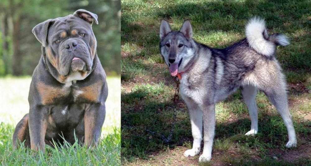 West Siberian Laika vs Olde English Bulldogge - Breed Comparison