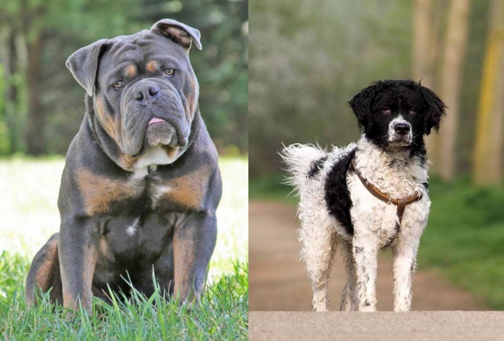 Wetterhoun vs Olde English Bulldogge - Breed Comparison