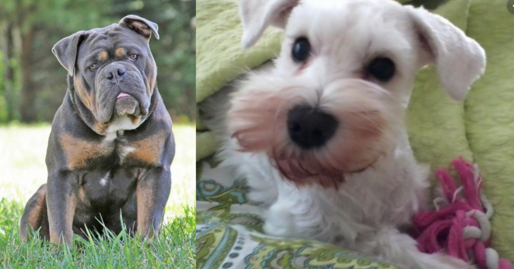 White Schnauzer vs Olde English Bulldogge - Breed Comparison
