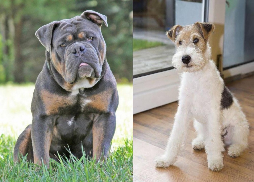 Wire Fox Terrier vs Olde English Bulldogge - Breed Comparison