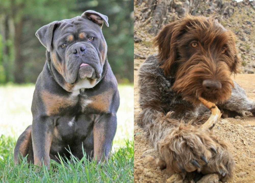 Wirehaired Pointing Griffon vs Olde English Bulldogge - Breed Comparison