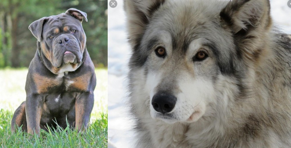 Wolfdog vs Olde English Bulldogge - Breed Comparison