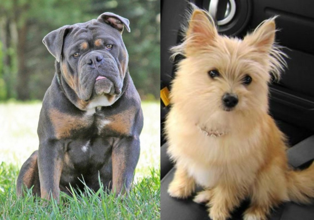 Yoranian vs Olde English Bulldogge - Breed Comparison