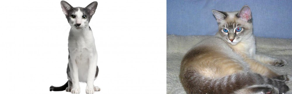Tiger Cat vs Oriental Bicolour - Breed Comparison