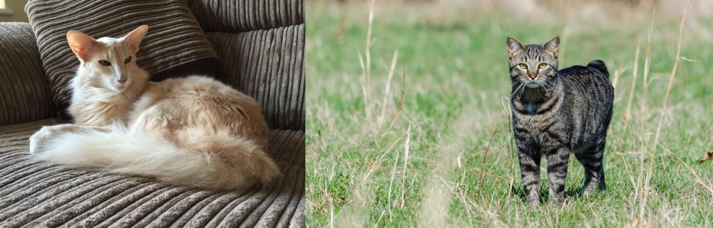 Manx vs Oriental Longhair - Breed Comparison