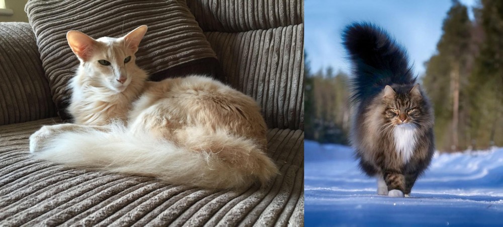 Norwegian Forest Cat vs Oriental Longhair - Breed Comparison