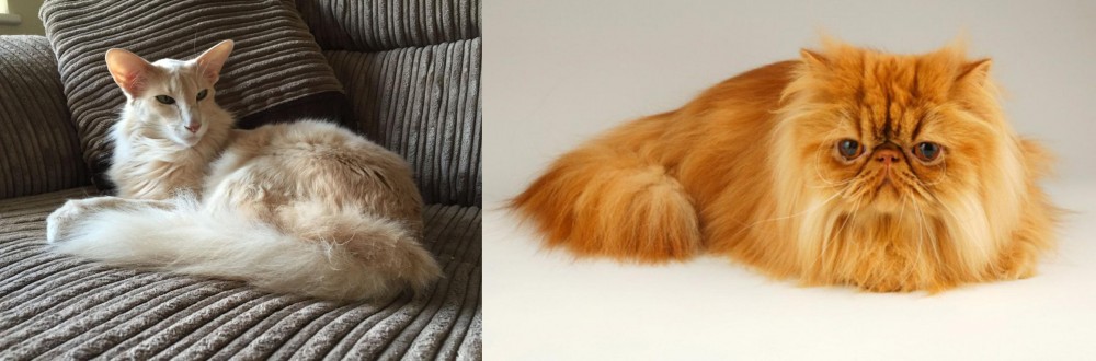 Persian vs Oriental Longhair - Breed Comparison