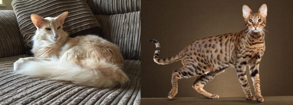 Savannah vs Oriental Longhair - Breed Comparison