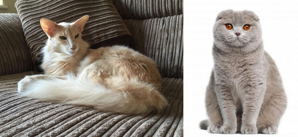 Scottish Fold vs Oriental Longhair - Breed Comparison