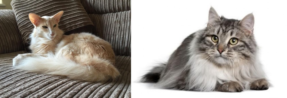 Siberian vs Oriental Longhair - Breed Comparison