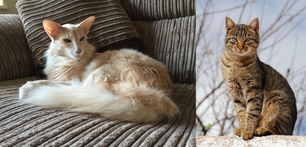 Tabby vs Oriental Longhair - Breed Comparison