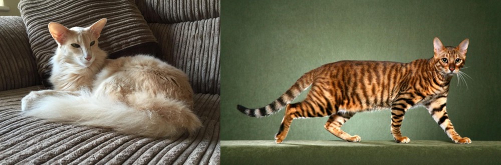 Toyger vs Oriental Longhair - Breed Comparison
