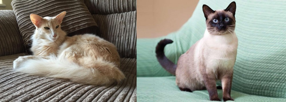 Traditional Siamese vs Oriental Longhair - Breed Comparison