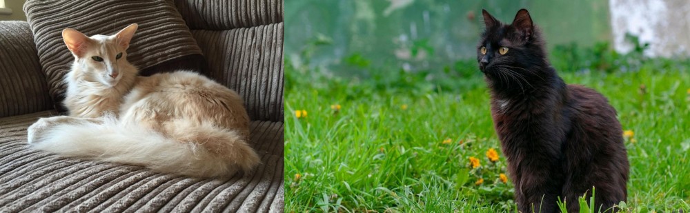 York Chocolate Cat vs Oriental Longhair - Breed Comparison