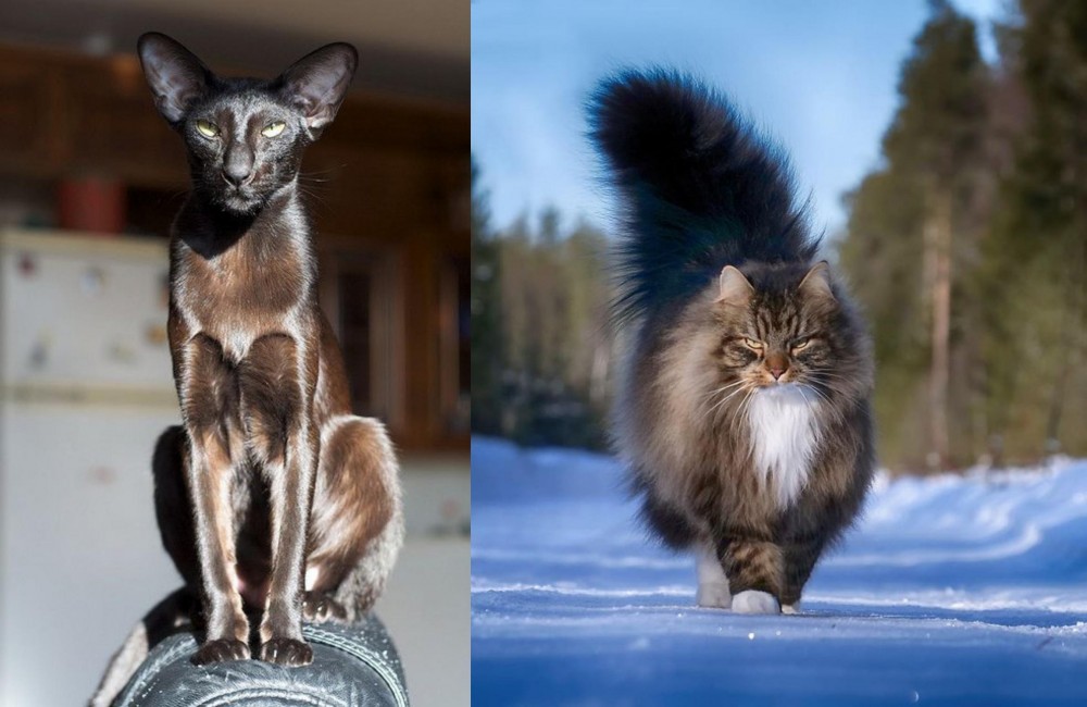 Norwegian Forest Cat vs Oriental Shorthair - Breed Comparison