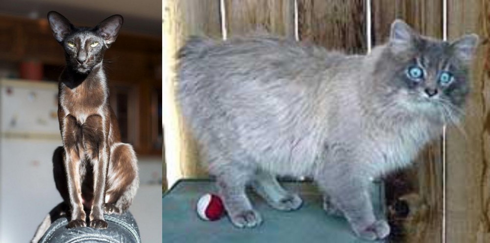 Owyhee Bob vs Oriental Shorthair - Breed Comparison