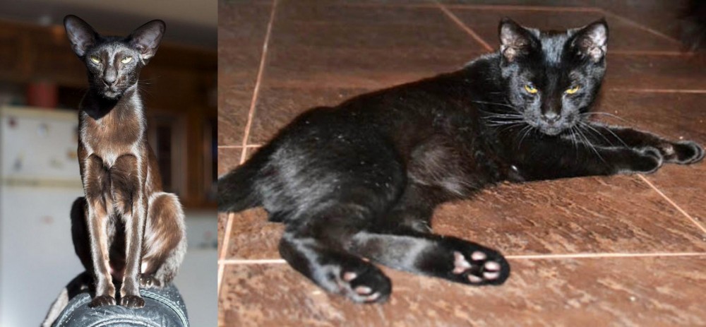 Pantherette vs Oriental Shorthair - Breed Comparison