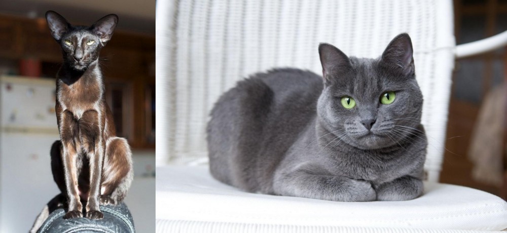 Russian Blue vs Oriental Shorthair - Breed Comparison