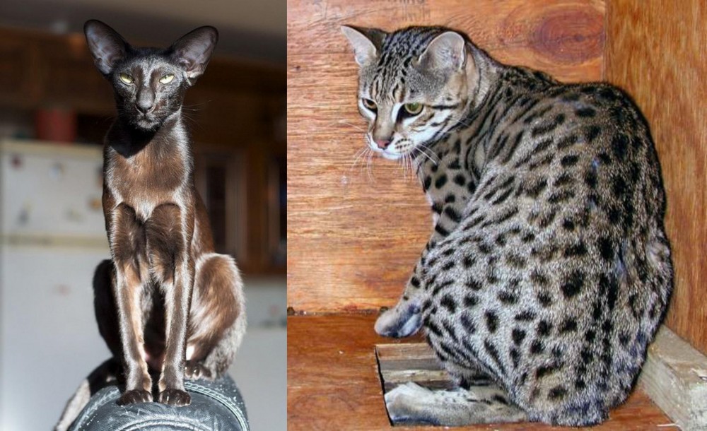 Safari vs Oriental Shorthair - Breed Comparison