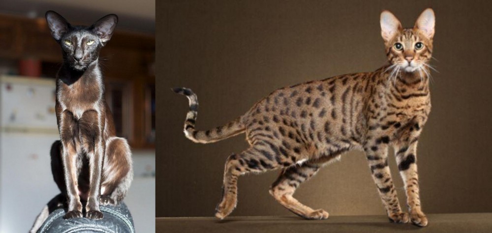 Savannah vs Oriental Shorthair - Breed Comparison