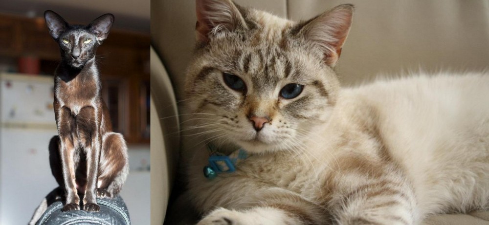 Siamese/Tabby vs Oriental Shorthair - Breed Comparison