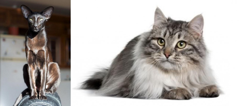Siberian vs Oriental Shorthair - Breed Comparison