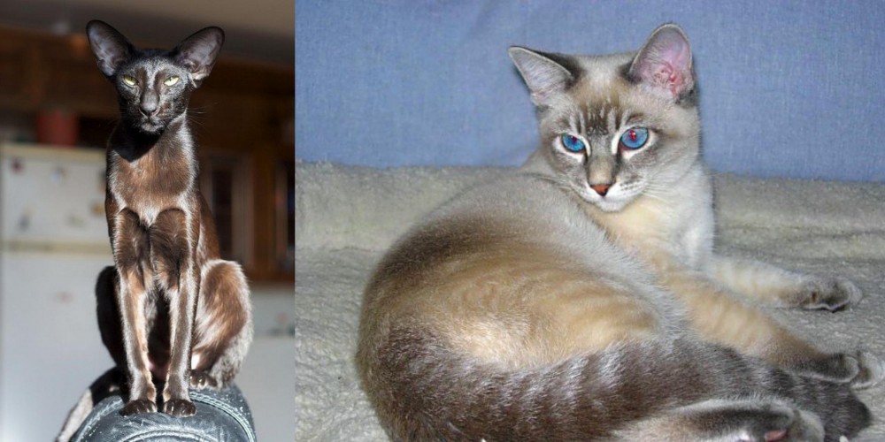 Tiger Cat vs Oriental Shorthair - Breed Comparison