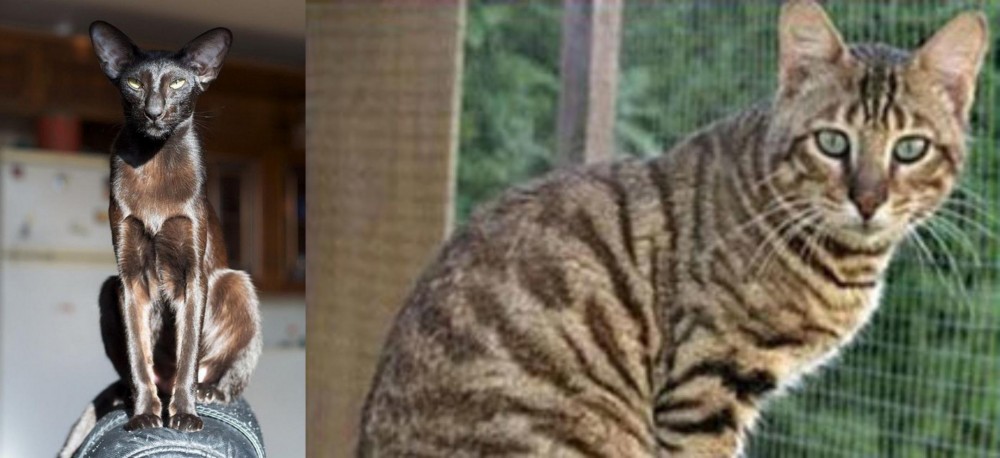 Ussuri vs Oriental Shorthair - Breed Comparison