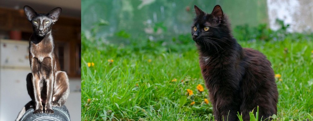 York Chocolate Cat vs Oriental Shorthair - Breed Comparison