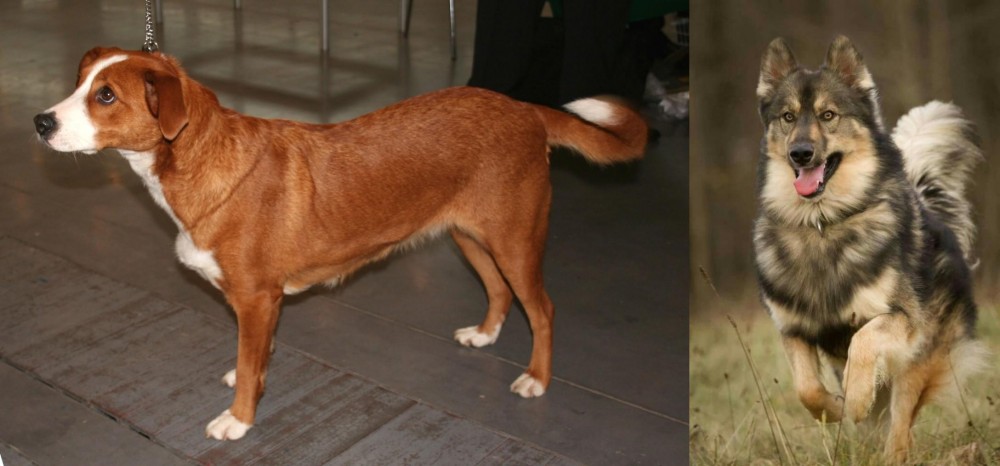Native American Indian Dog vs Osterreichischer Kurzhaariger Pinscher - Breed Comparison