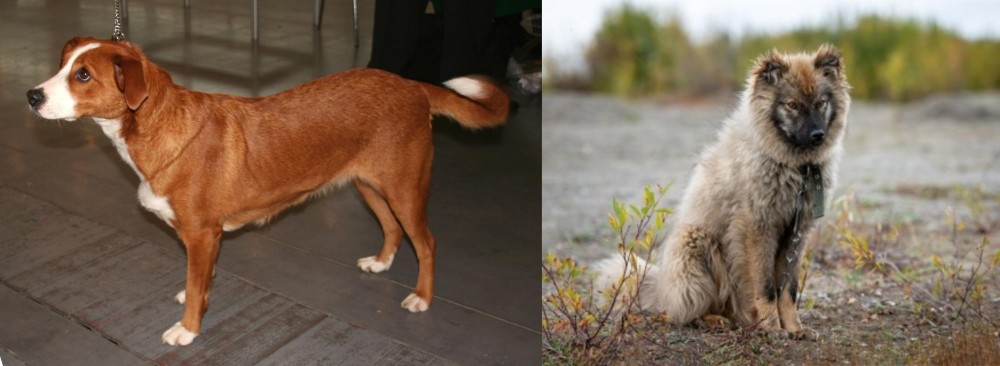 Nenets Herding Laika vs Osterreichischer Kurzhaariger Pinscher - Breed Comparison