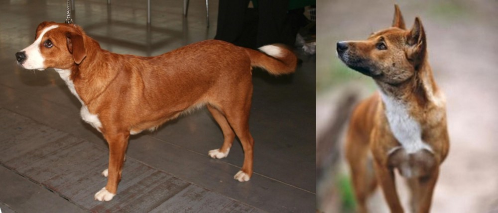 New Guinea Singing Dog vs Osterreichischer Kurzhaariger Pinscher - Breed Comparison