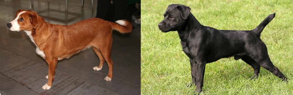 Patterdale Terrier vs Osterreichischer Kurzhaariger Pinscher - Breed Comparison