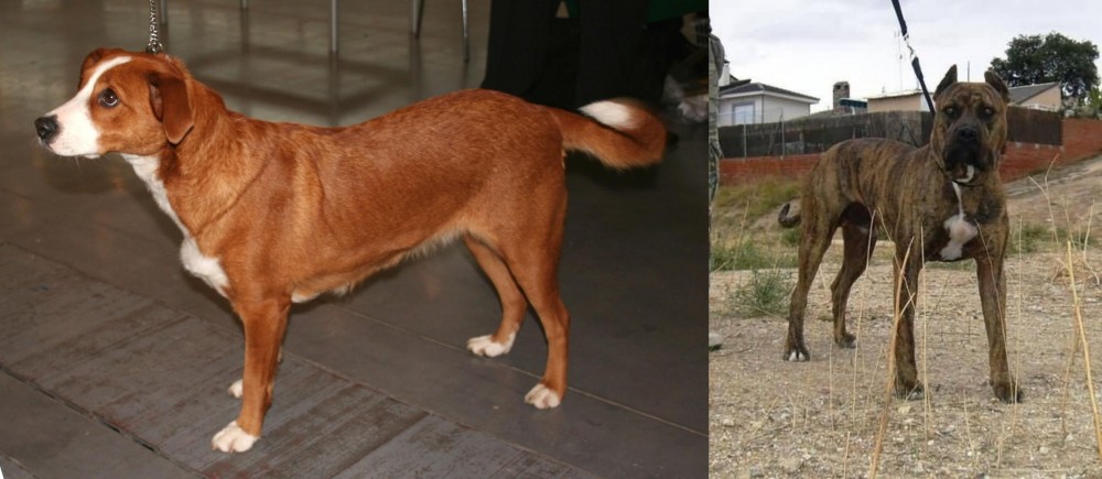 Perro de Toro vs Osterreichischer Kurzhaariger Pinscher - Breed Comparison