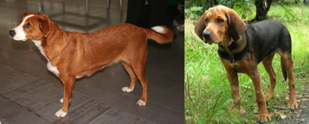 Polish Hound vs Osterreichischer Kurzhaariger Pinscher - Breed Comparison