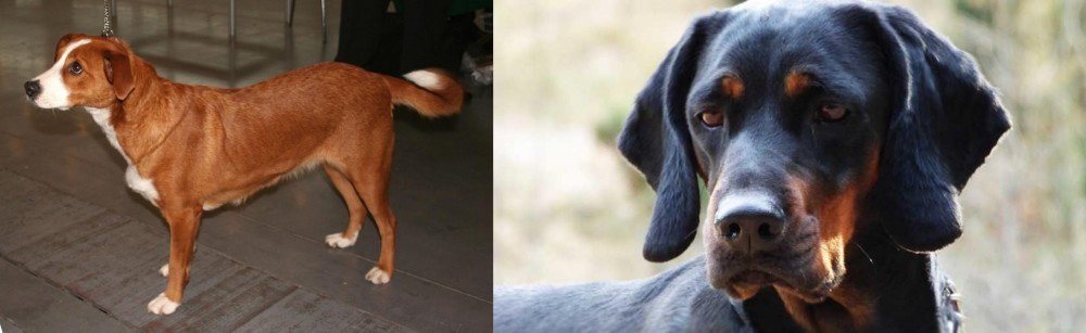 Polish Hunting Dog vs Osterreichischer Kurzhaariger Pinscher - Breed Comparison