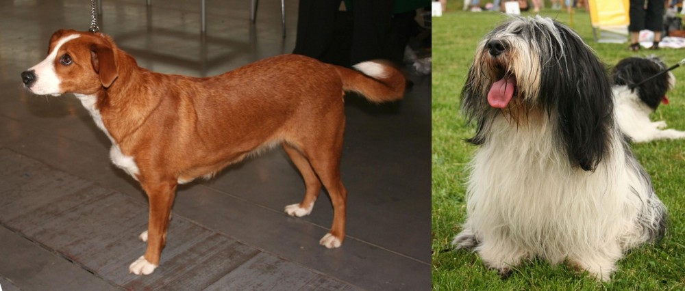 Polish Lowland Sheepdog vs Osterreichischer Kurzhaariger Pinscher - Breed Comparison