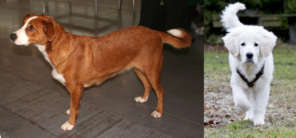 Polish Tatra Sheepdog vs Osterreichischer Kurzhaariger Pinscher - Breed Comparison
