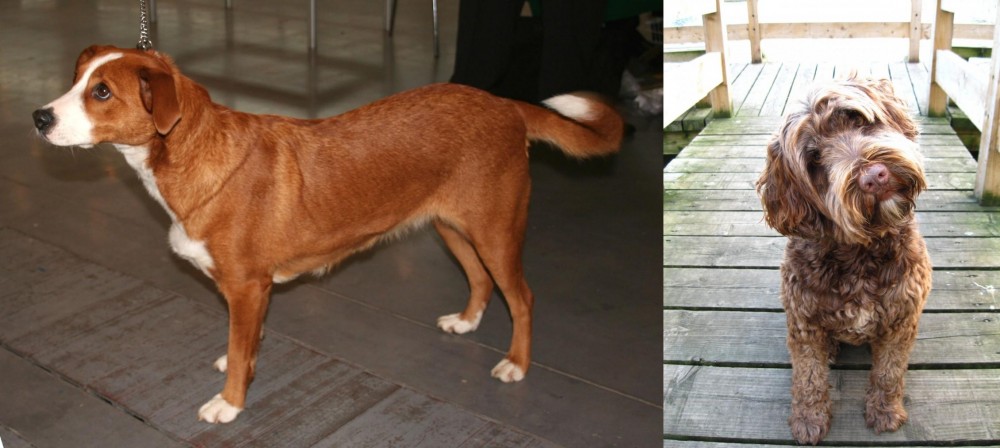 Portuguese Water Dog vs Osterreichischer Kurzhaariger Pinscher - Breed Comparison