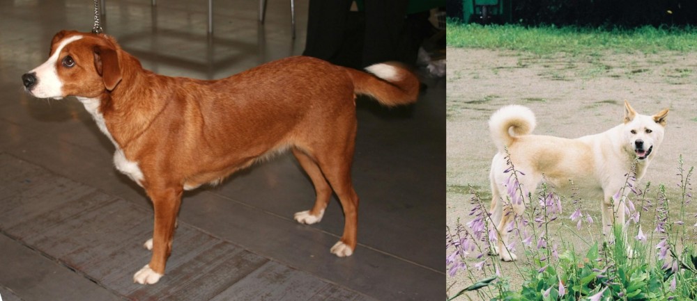 Pungsan Dog vs Osterreichischer Kurzhaariger Pinscher - Breed Comparison