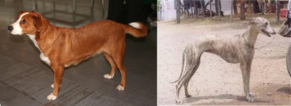 Rampur Greyhound vs Osterreichischer Kurzhaariger Pinscher - Breed Comparison