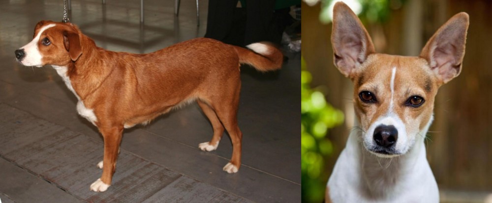 Rat Terrier vs Osterreichischer Kurzhaariger Pinscher - Breed Comparison