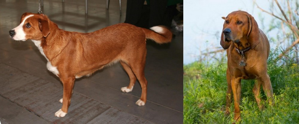 Redbone Coonhound vs Osterreichischer Kurzhaariger Pinscher - Breed Comparison