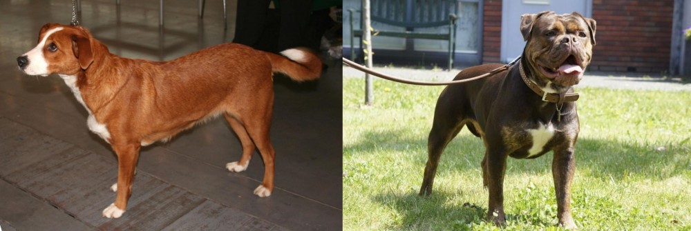Renascence Bulldogge vs Osterreichischer Kurzhaariger Pinscher - Breed Comparison