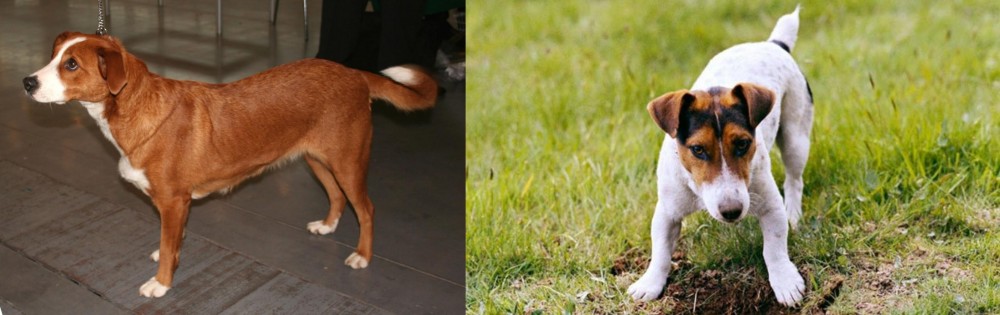 Russell Terrier vs Osterreichischer Kurzhaariger Pinscher - Breed Comparison