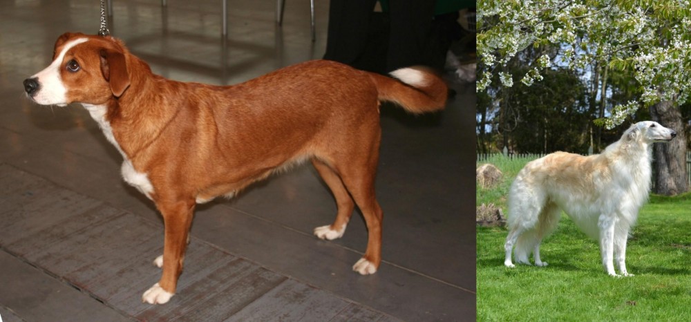 Russian Hound vs Osterreichischer Kurzhaariger Pinscher - Breed Comparison