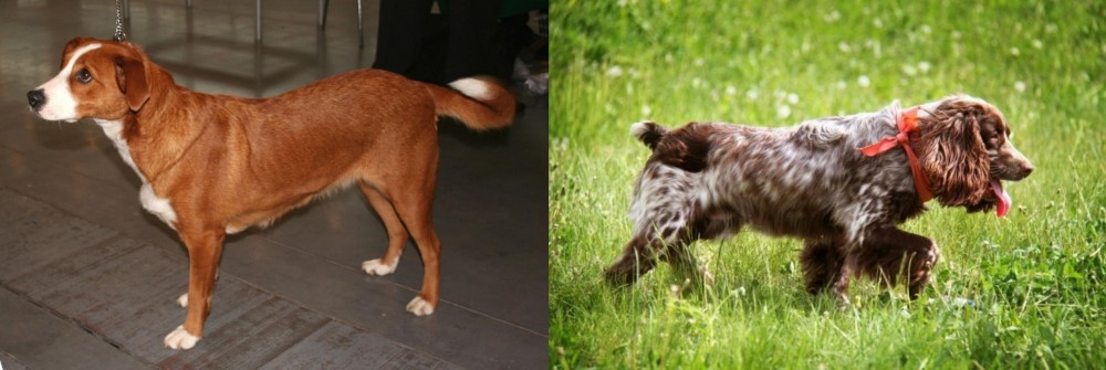 Russian Spaniel vs Osterreichischer Kurzhaariger Pinscher - Breed Comparison